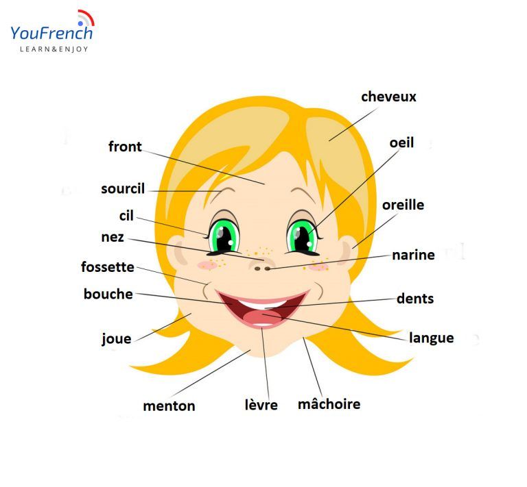 Learn the body parts in French - Listen to Audio files to practice