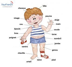 body parts french