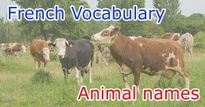 Animal names in French