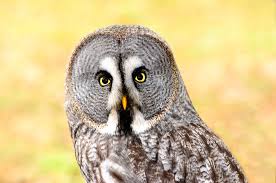 chouette (owl)