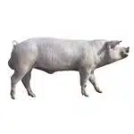 Le cochon-pig