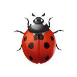 la coccinelle-ladybird