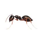 la fourmi-ant