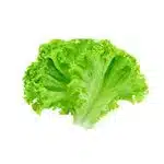 la laitue-the lettuce