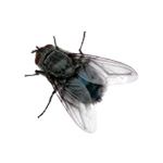 la mouche-fly