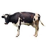 la vache-cow