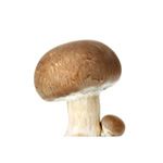 le champignon-mushroom