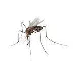 le moustique-mosquito